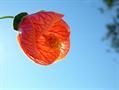 Chinese Lantern